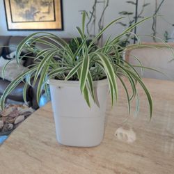🌿 FOR SALE: Variegated Spider Plant (Chlorophytum comosum ‘Vittatum’) – $18 🌿