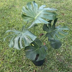 MONSTERA DELICIOSA/ SWISS CHEESE PLANT ( 3 gallon pot )