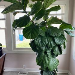 8ft Live Ficus Plant 