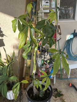 Money Tree 5 Ft Tall In A Talavera Pot 16 Inch Diameter..$50.00 Firm