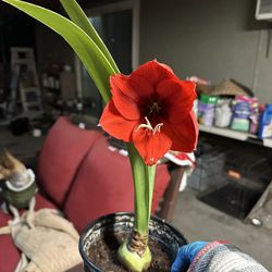 Red Amaryllis 