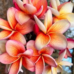 PLUMERIA ( INDIA ) 2 TIP ROOTED IN POT 🏵 