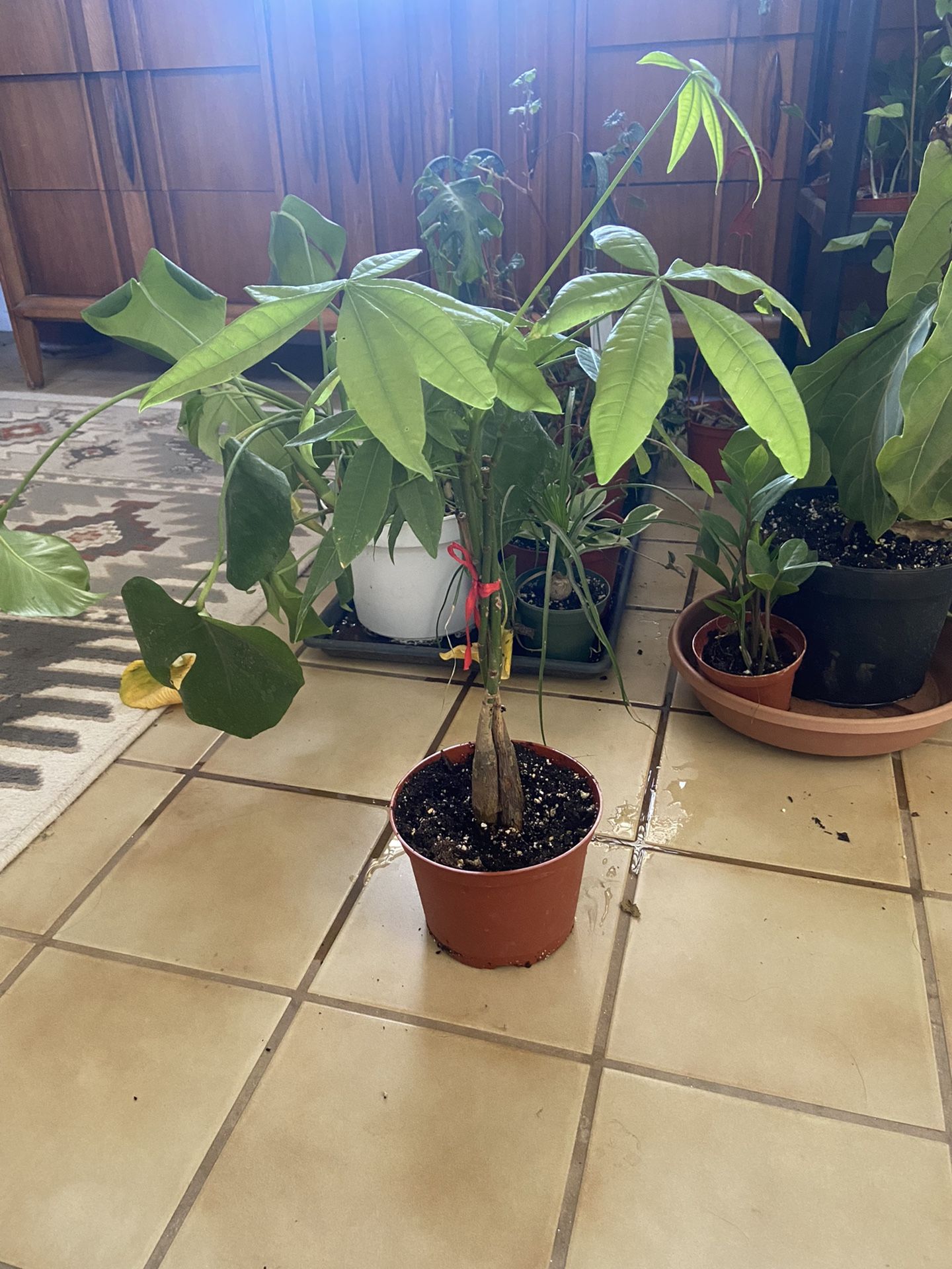 Chinese Money Tree