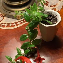 A Dulfin Plants In A Ceramic Pot For $10 