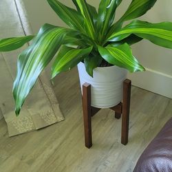 Live Indoor Plants