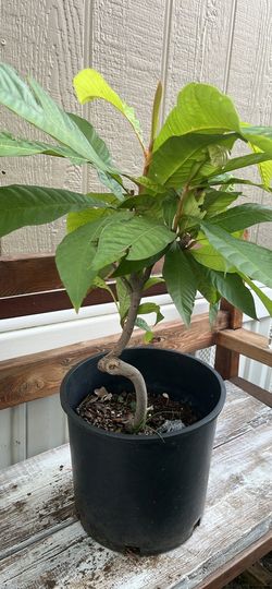 Mamey Tree |