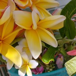 Plumeria Cuttings With Flowers Intact 