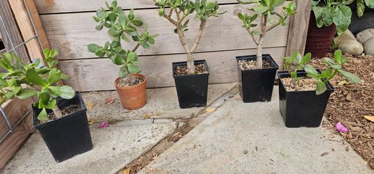 Jade Plants (Crassula ovata).