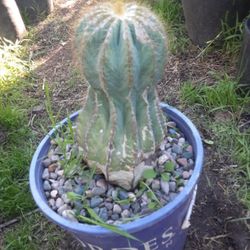 Blue Cactus Plant