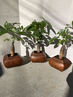 Money Tree Plant In Brown Ceramic Square Pot-Bonsai Money Plants($25 each)