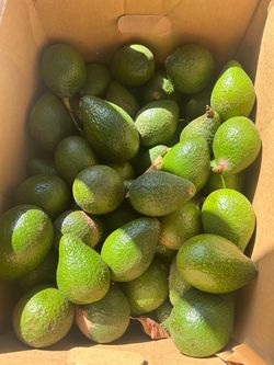 Avocados 4 Sale