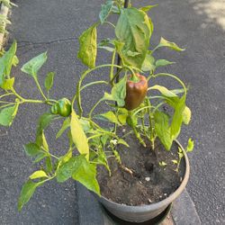 Peppers Bell In A Large Pot 