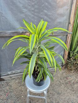 Dracaena Lemon Lime Plant 10" Pot