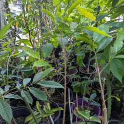 Grafted Mountain Soursop 