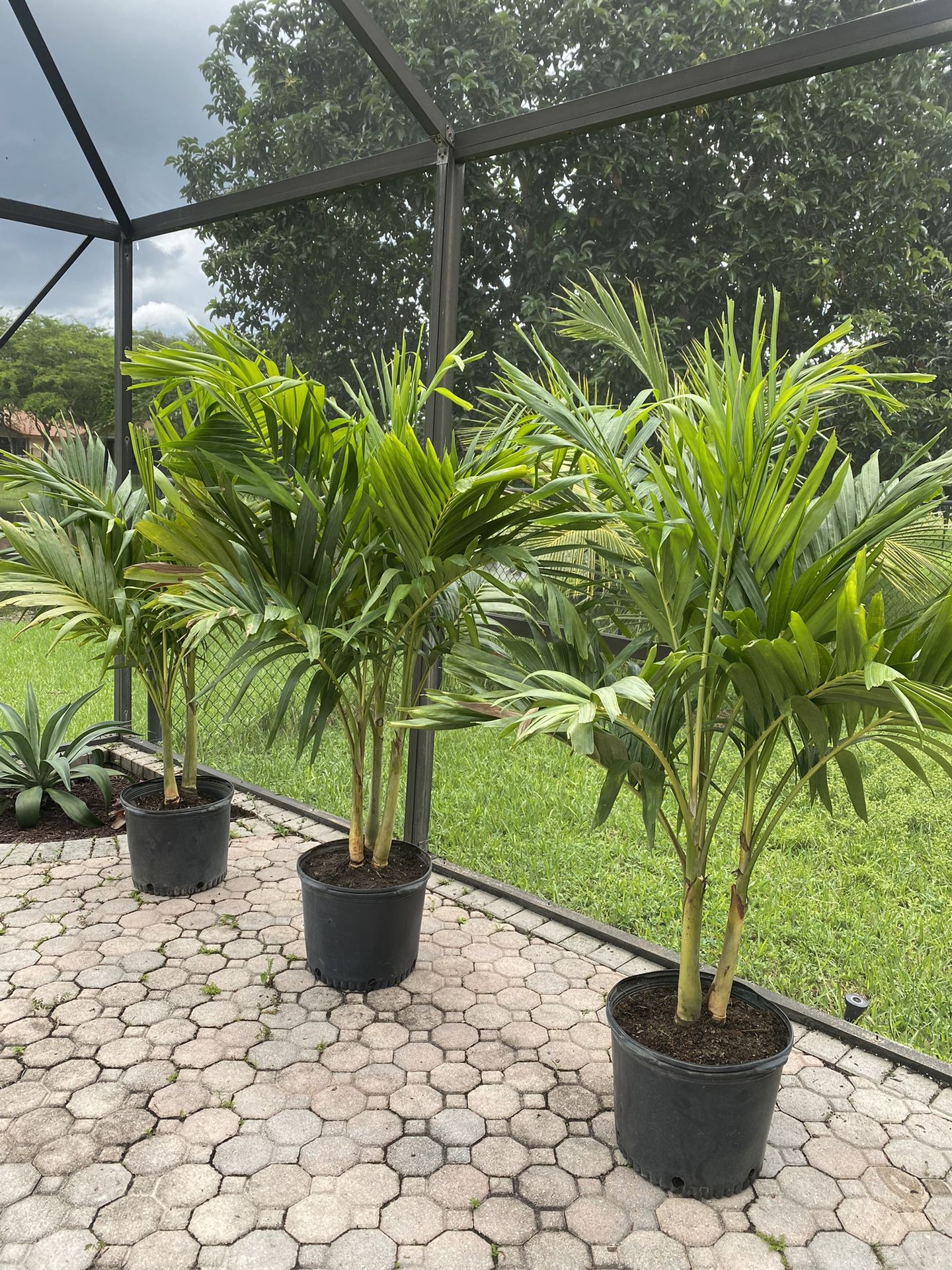 Christmas palm, adonidia merrillii (tripple)