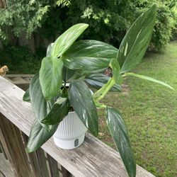 Monstera Standleyana in Self Watering Pot