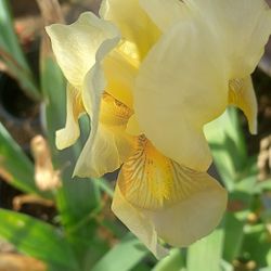 Iris Yellow Small 