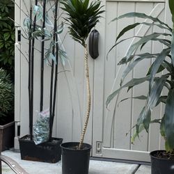Dracaena Plant. 4 Foot High 