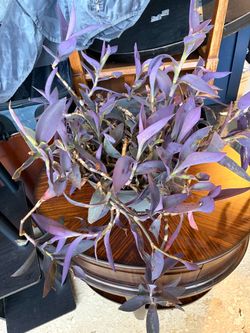 Purple Heart Tradescantia Live Plant