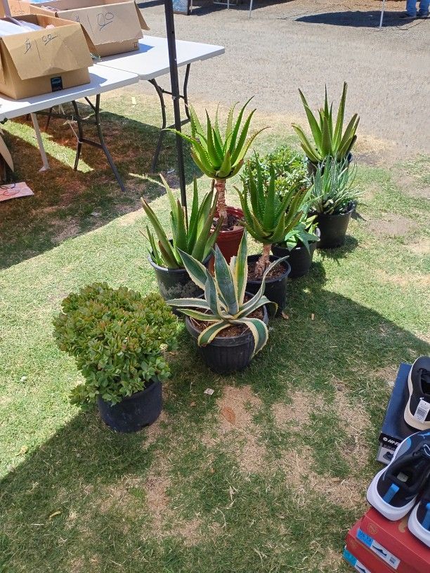 Aloe Vera's and Other Succulents