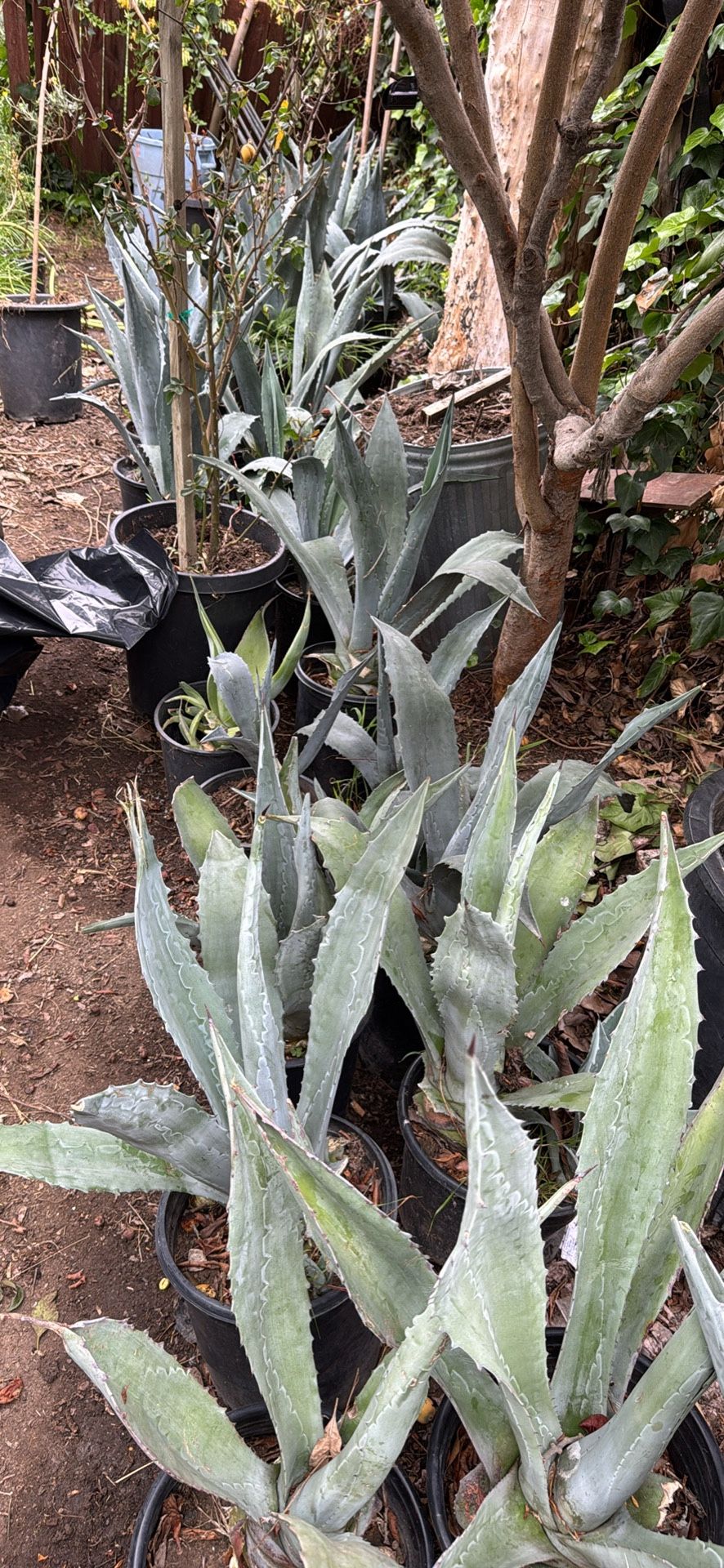 Agaves
