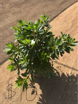 Two-gallon Alaska plant