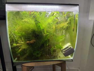 Fluval Flex 9 Gallon Cardinia-shrimp Tank 