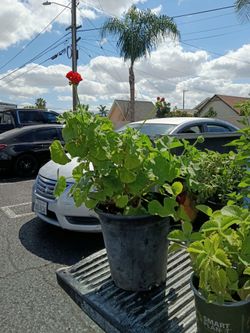 Planta