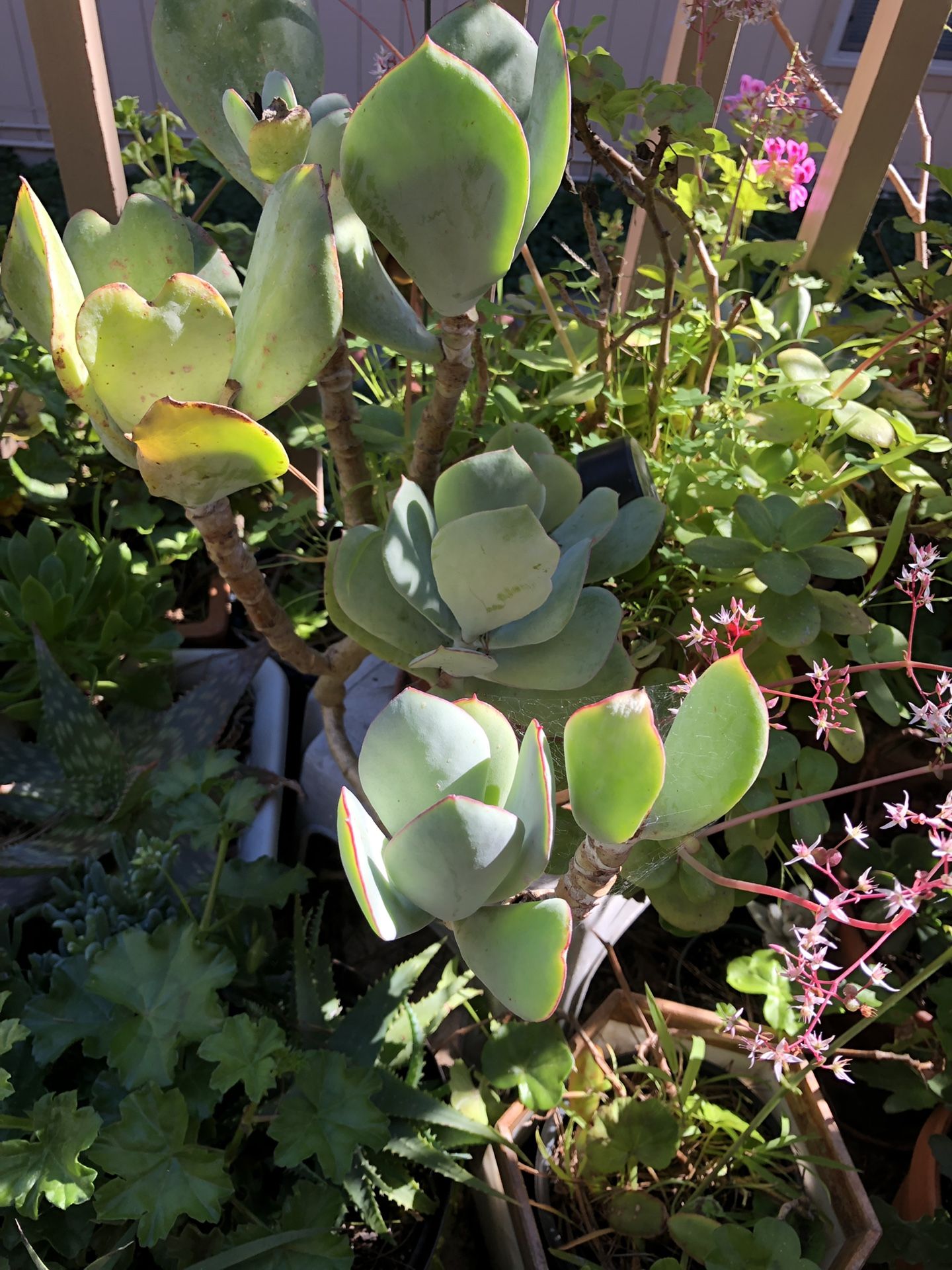 Succulent