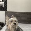Yorkie Mommy 