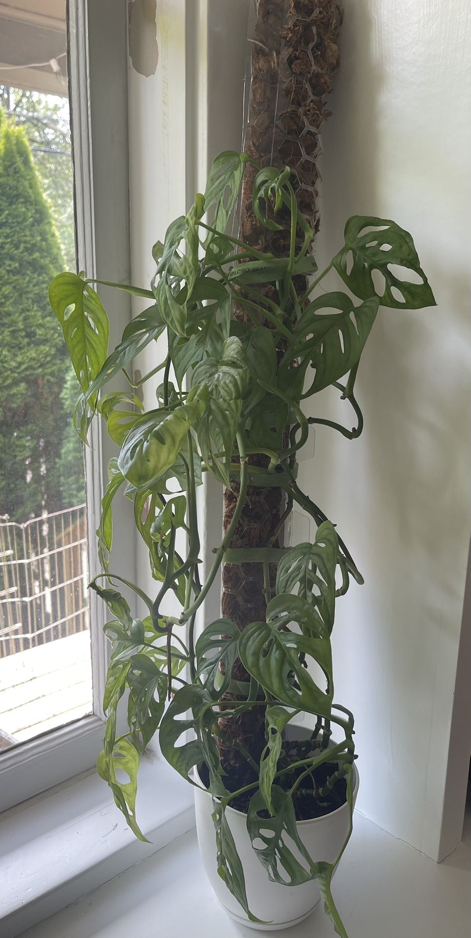 Swiss Cheese Plant