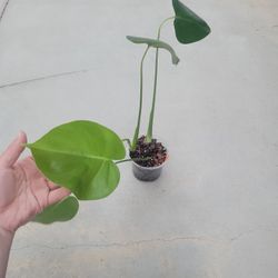 Monstera Deliciosa 