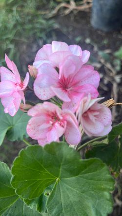 Pink Geranium Plant in Bloom