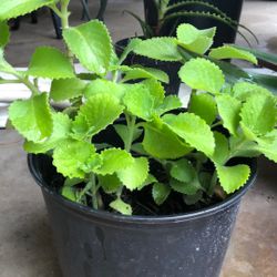 Plant  Oregano
