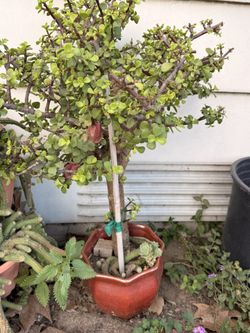 Bonsai Jade
