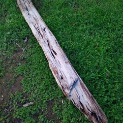 Driftwood For Aquariums Terrariums Decor Etc 