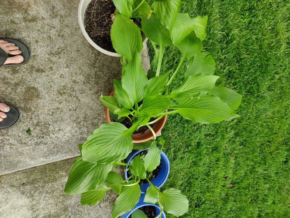Annual Hosta sale.. Scranton