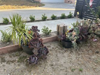 Plants