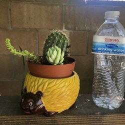 Cactus And Suculents