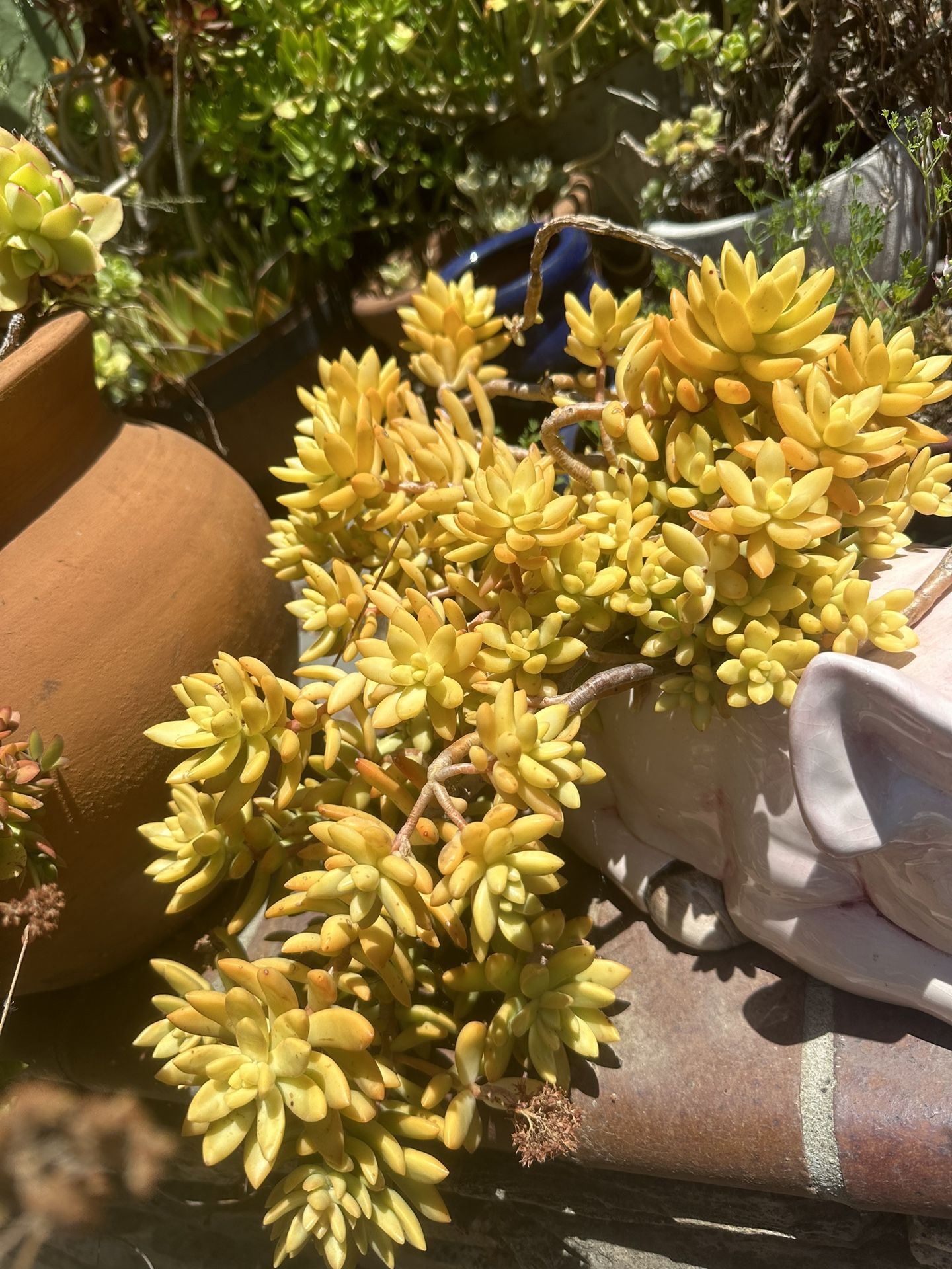 Succulents 🪴 