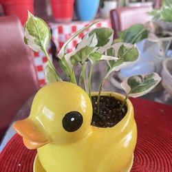 Njoy Pothos Indoor Plant