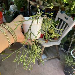 Rhipsalis 