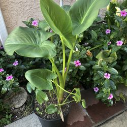 Calla Lilies Plants White Flowers 