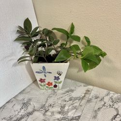 2 Different Tradescantia plants