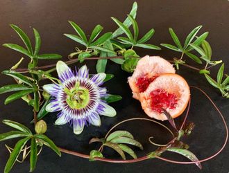 Orange passion fruit plants 🪴 🧡❤️