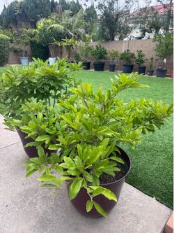 $110 Royal Star Magnolia. Nice flowers