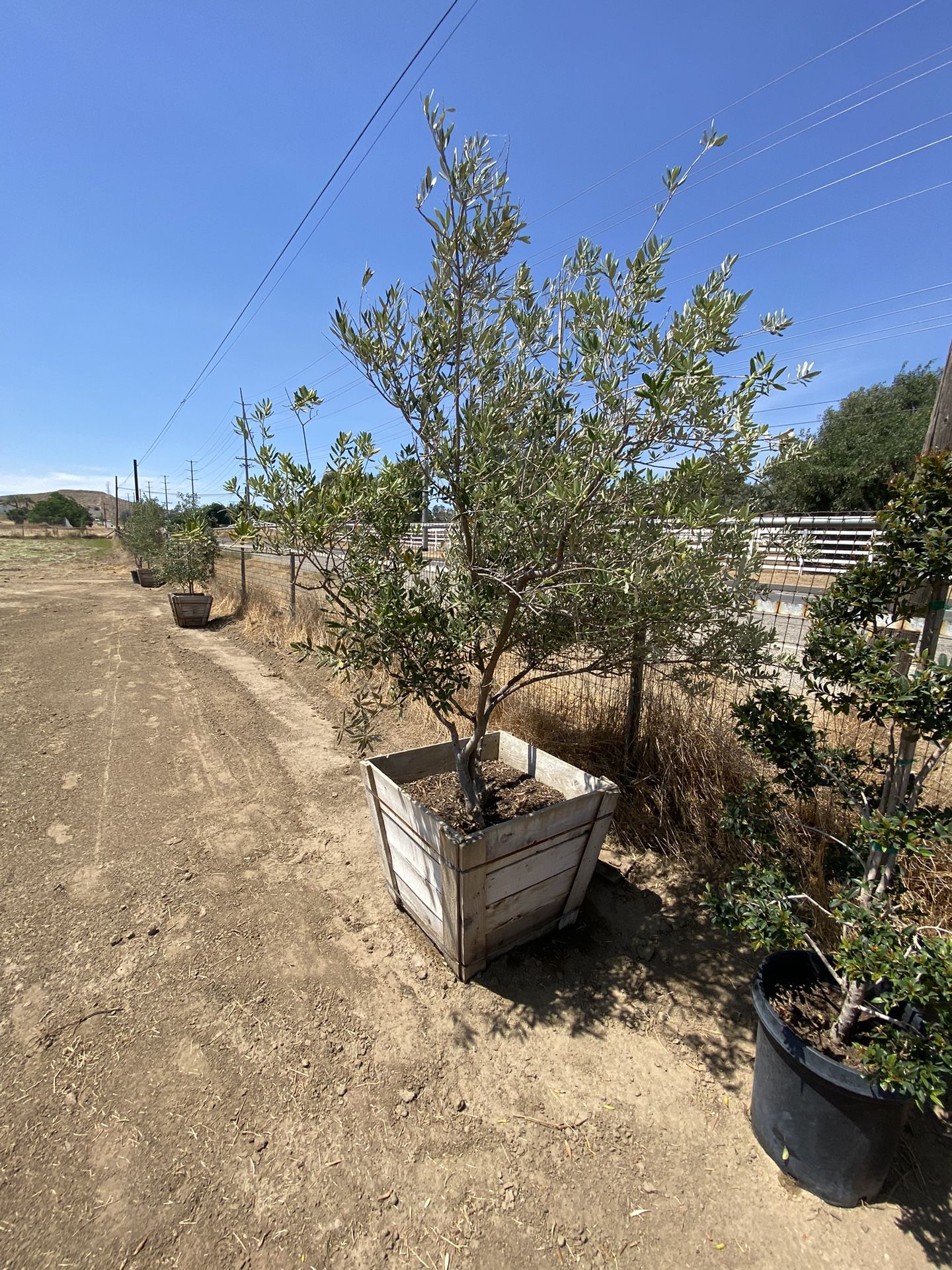 Olive Trees Fruitless and Fruit - Various Sizes