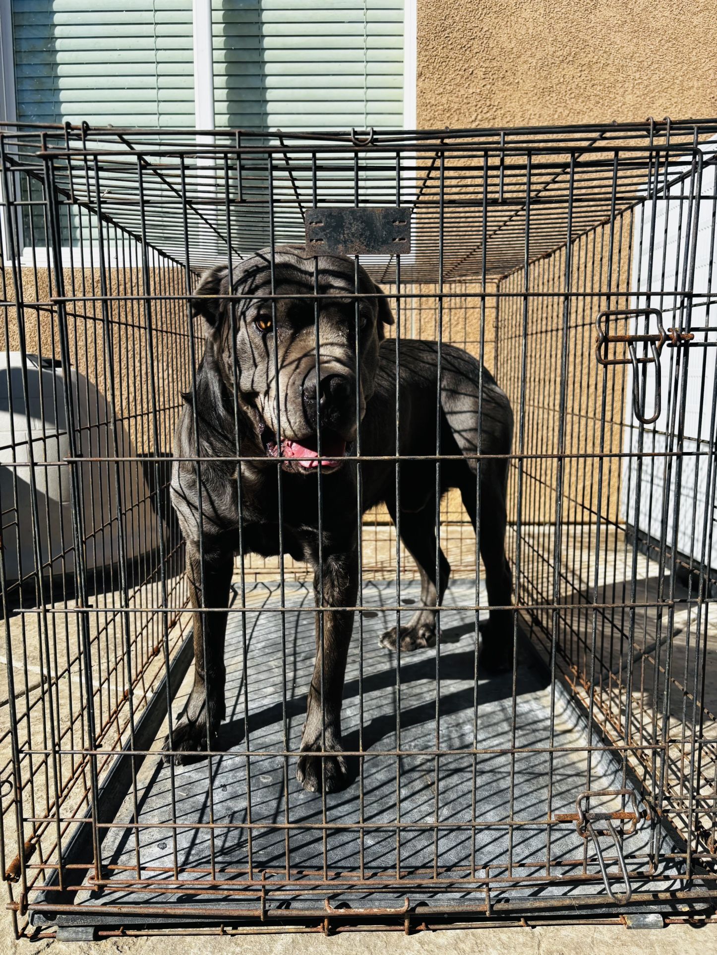 XL Heavy-Duty Dog Crate – Fits Cane Corso Size