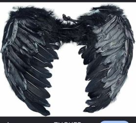 Black wings adult