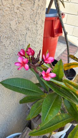 Small and medium plumeria plants, paint and red color